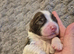 English springer spaniels