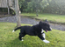 Here is my collie c Shepard puppy&rsquo;s