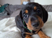 Miniature dachshund