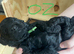 Cockapoo puppies
