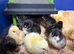 Chicks available near selby