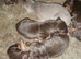 Kc'D Stunning Dobermann pups