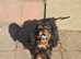 Beautiful black and tan girl