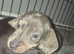 miniature dachshunds READY NOW