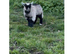 GEOFFREY !   Adorable, rotund , well marked baby boy wether. Ready now