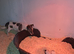 Very small Jack Russell puppies for sale, 1 girl and 2 boys available.