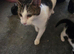 Little cat