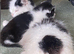 3 kittens looking for forever homes 1x super fluffy