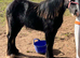 23 month old filly cob