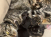 Beautiful kittens for reservation!