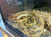 Female boa constrictor