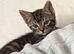 Tabby boy 9 w o
