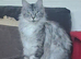 Adult Maine-coon for sale