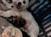 1 miniature cockapoo puppy ready to leave!