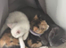 Pure white female kitten