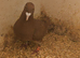 Meluman red cock bird