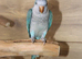 Baby Blue Quaker parrots available.4