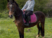 14.2H - 4Yo - Reg Sec D - Bay - Mare