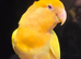 Male & Female Lutino/opaline Lovebirds