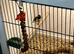 Gouldian finch hen 10 months old