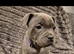 Adorable gorgeous puppies
