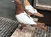 AFGHAN PIGEONS
