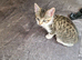 Beautiful tiger kittens