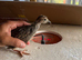 Barbary Partridge