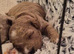 Beautiful cavapoo pups