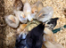 Bantam chicks available