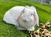 Mini lop female