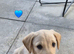 Labrador cross puppies for sale