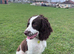 English Springer Spaniel