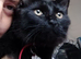 **STILL AVALIABLE**  1 year old black meduim haired female