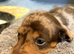 Outstanding chocolate and cream dapple dachshunds