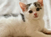 Adorable Kittens Looking for Loving Homes