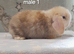 Beautiful mini lop rabbits