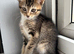 3 STUNNING GIRLS URGENTLY NEEDING HOMES
