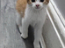 Kittens for sale