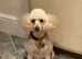 Beautiful Golden Cockapoo Puppies