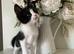 Beautiful 10 week old Kitten