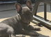 Frenchie for sell