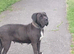 Girl boerboel