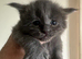 Polydactyl Maine Coon Boysv