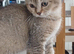Beautiful, loving well raised kittens