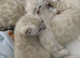 Snow White Bengal Kittens.