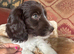 Small Quality F1 Cockapoo puppies