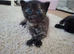 4 GORGEOUS KITTENS LEFT.