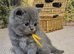 Pure British Shorthair kittens