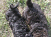 Beautiful Fluffy Jack-A-Poo Puppies
